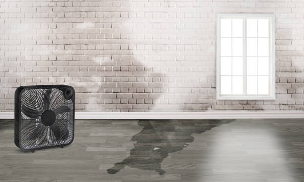 Best Flood restoration services  in Malabar, FL